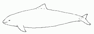 Schweinswal - Schematische Darstellung - Quelle: Wikimedia Commons Schweinswal - Schematische Darstellung - Quelle: Wikimedia Commons